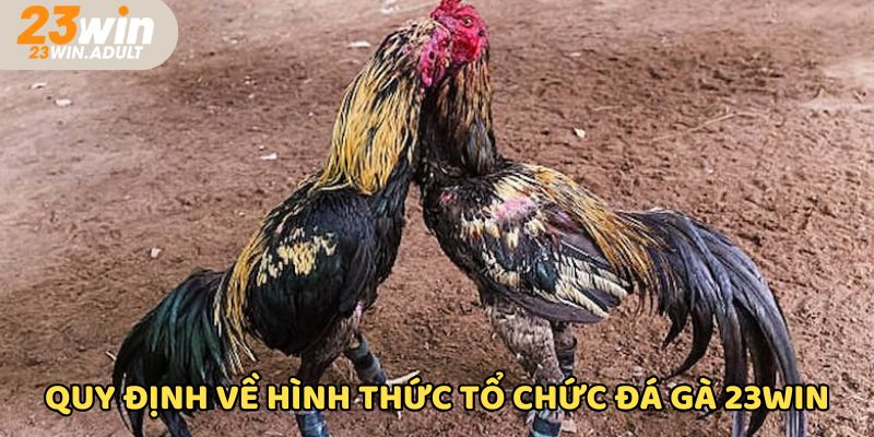 Thành viên chơi đá gà 23WIN nắm được quy trình